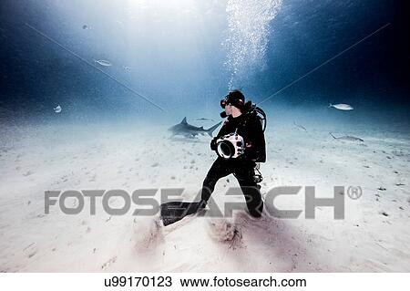 Stock Image - Underwater view of female underwater photographer, looking back from seabed. Fotosearch