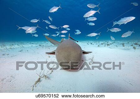Underwater view of fish swimming over seabed View Large Photo Image Stock Image - Underwater view of fish swimming over seabed. Fotosearch