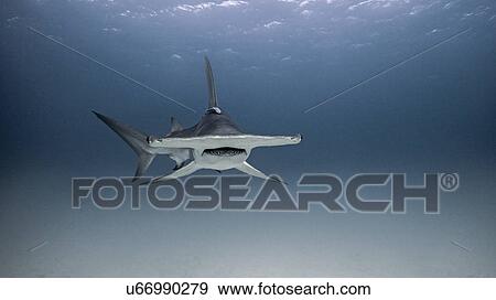 Underwater view of hammerhead shark View Large Photo Image Stock Photo - Underwater view of hammerhead shark. Fotosearch
