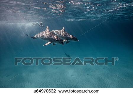 Underwater view of scuba diver following dolphins View Large Photo Image Stock Image - Underwater view of scuba diver following dolphins. Fotosearch