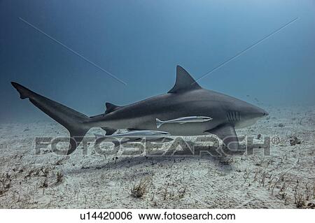 Underwater view of shark swimming near seabed View Large Photo Image Stock Photograph - Underwater view of shark swimming near seabed. Fotosearch