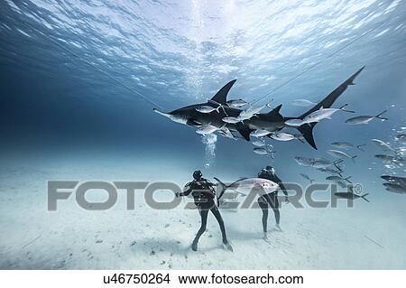 Underwater view of two divers on seabed amongst fish View Large Photo Image Picture - Underwater view of two divers on seabed amongst fish. Fotosearch