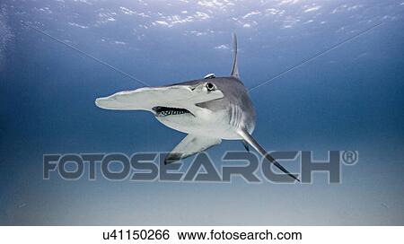 Stock Photograph - Underwater view portrait of hammerhead shark. Fotosearch