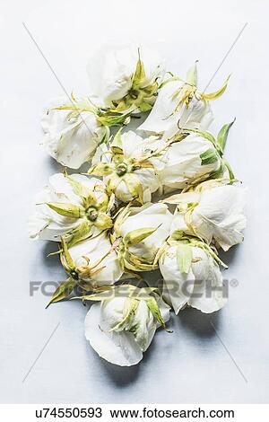 Stock Image - White rose heads, arranged upside-down, elevated view. Fotosearch