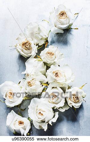White rose heads, wilted, elevated view View Large Photo Image Stock Photography - White rose heads, wilted, elevated view. Fotosearch