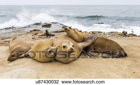 a group of Sea Lions basking in the sun on the rocks at La Jolla Cove, La Jolla, San Diego, California, USA View Large Photo Image Stock Image - a group of Sea Lions basking in the sun on the rocks at La Jolla Cove, La Jolla, San Diego, California, USA. Fotosearch