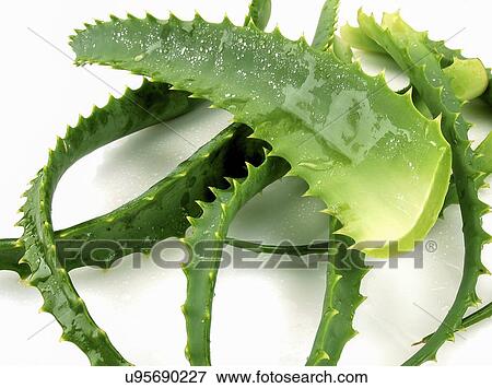 Aloe vera, Very short-stemmed plant with thick leaves with soothing mucilaginous juice; leaves develop spiny margins with maturity; native to Mediterranean region; grown widely in tropics and as houseplants View Large Photo Image Stock Photo - Aloe vera, Very short-stemmed plant with thick leaves with soothing mucilaginous juice; leaves develop spiny margins with maturity; native to Mediterranean region; grown widely in tropics and as houseplants. Fotosearch