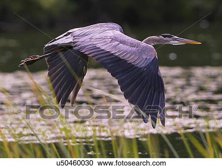 Blue Heron View Large Photo Image Stock Image - Blue Heron. Fotosearch