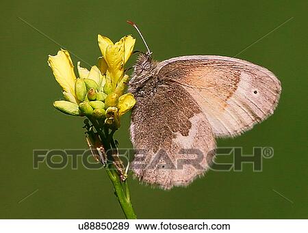 Stock Photo - Butterfly. Fotosearch