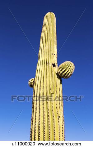 Stock Image - Cactus against a clear blue sky.. Fotosearch
