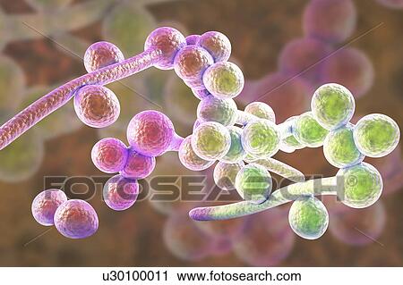 Stock Image - Candida albicans yeast and hyphae stages, computer illustration. A yeast-like fungus commonly occurring on human skin, in the upper respiratory, alimentary and female genital tracts. This fungus has a dimorphic life cycle with yeast and hyphal stages..... Fotosearch