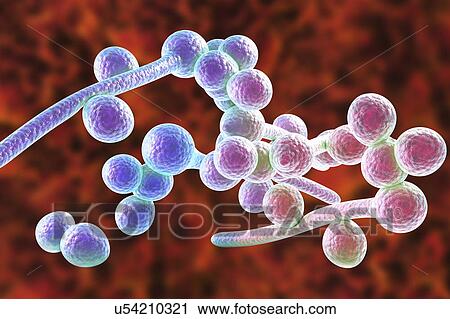 Candida albicans yeast and hyphae stages, computer illustration. A yeast-like fungus commonly occurring on human skin, in the upper respiratory, alimentary and female genital tracts. This fungus has a dimorphic life cycle with yeast and hyphal stages.... View Large Photo Image Stock Image - Candida albicans yeast and hyphae stages, computer illustration. A yeast-like fungus commonly occurring on human skin, in the upper respiratory, alimentary and female genital tracts. This fungus has a dimorphic life cycle with yeast and hyphal stages..... Fotosearch