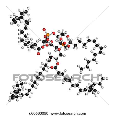 Stock Image - Cardiolipin (tetralinoleoyl cardiolipin) molecule. Important component of the inner membrane of mitochondria. 3D rendering. Atoms are represented as spheres with conventional colour coding: hydrogen (white), carbon (black), oxygen (red), phosphorus.... Fotosearch
