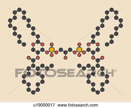 Cardiolipin (tetralinoleoyl cardiolipin) molecule. Important component of the inner membrane of mitochondria. Stylized skeletal formula (chemical structure): Atoms are shown as color-coded circles: hydrogen (hidden), carbon (grey), oxygen (red),... View Large Photo Image Stock Photo - Cardiolipin (tetralinoleoyl cardiolipin) molecule. Important component of the inner membrane of mitochondria. Stylized skeletal formula (chemical structure): Atoms are shown as color-coded circles: hydrogen (hidden), carbon (grey), oxygen (red),.... Fotosearch