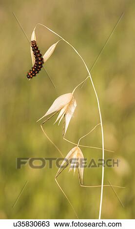 caterpillar of the False Apollo (Archon apollinus) butterfly. Photographed in Israel in March View Large Photo Image Stock Image - caterpillar of the False Apollo (Archon apollinus) butterfly. Photographed in Israel in March. Fotosearch