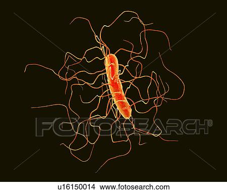 Picture - Clostridium difficile bacterium with peritrichous flagella, computer illustration. C. difficile is Gram-positive, anaerobic, spore forming, rod-shaped prokaryote with peritrichous flagella. It is a spore-forming bacteria that is a normal part of the.... Fotosearch