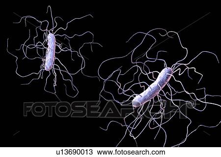 Clostridium difficile bacterium with peritrichous flagella, computer illustration. C. difficile is Gram-positive, anaerobic, spore forming, rod-shaped prokaryote with peritrichous flagella. It is a spore-forming bacteria that is a normal part of the... View Large Photo Image Stock Image - Clostridium difficile bacterium with peritrichous flagella, computer illustration. C. difficile is Gram-positive, anaerobic, spore forming, rod-shaped prokaryote with peritrichous flagella. It is a spore-forming bacteria that is a normal part of the.... Fotosearch
