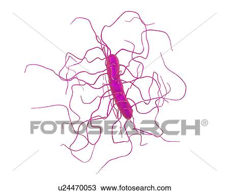 Stock Image - Clostridium difficile bacterium with peritrichous flagella, computer illustration. C. difficile is Gram-positive, anaerobic, spore forming, rod-shaped prokaryote with peritrichous flagella. It is a spore-forming bacteria that is a normal part of the.... Fotosearch