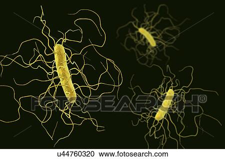 Clostridium difficile bacterium with peritrichous flagella, computer illustration. C. difficile is Gram-positive, anaerobic, spore forming, rod-shaped prokaryote with peritrichous flagella. It is a spore-forming bacteria that is a normal part of the... View Large Photo Image Stock Image - Clostridium difficile bacterium with peritrichous flagella, computer illustration. C. difficile is Gram-positive, anaerobic, spore forming, rod-shaped prokaryote with peritrichous flagella. It is a spore-forming bacteria that is a normal part of the.... Fotosearch