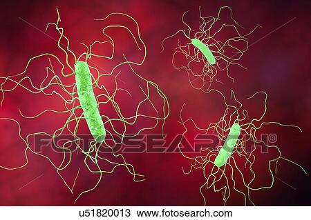 Clostridium difficile bacterium with peritrichous flagella, computer illustration. C. difficile is Gram-positive, anaerobic, spore forming, rod-shaped prokaryote with peritrichous flagella. It is a spore-forming bacteria that is a normal part of the... View Large Photo Image Stock Image - Clostridium difficile bacterium with peritrichous flagella, computer illustration. C. difficile is Gram-positive, anaerobic, spore forming, rod-shaped prokaryote with peritrichous flagella. It is a spore-forming bacteria that is a normal part of the.... Fotosearch