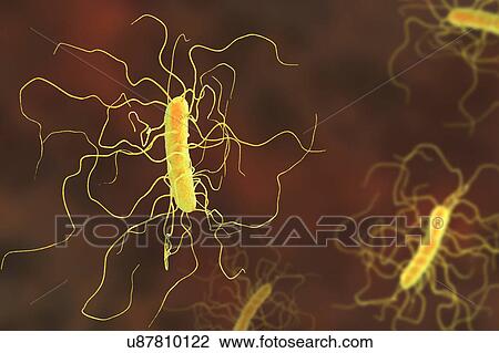 Clostridium difficile bacterium with peritrichous flagella, computer illustration. C. difficile is Gram-positive, anaerobic, spore forming, rod-shaped prokaryote with peritrichous flagella. It is a spore-forming bacteria that is a normal part of the... View Large Photo Image Stock Image - Clostridium difficile bacterium with peritrichous flagella, computer illustration. C. difficile is Gram-positive, anaerobic, spore forming, rod-shaped prokaryote with peritrichous flagella. It is a spore-forming bacteria that is a normal part of the.... Fotosearch