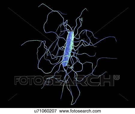 Clostridium difficile bacterium with peritrichous flagella, computer illustration. C. difficile is Gram-positive, anaerobic, spore forming, rod-shaped prokaryote with peritrichous flagella. It is a spore-forming bacteria that is a normal part of the... View Large Photo Image Stock Photo - Clostridium difficile bacterium with peritrichous flagella, computer illustration. C. difficile is Gram-positive, anaerobic, spore forming, rod-shaped prokaryote with peritrichous flagella. It is a spore-forming bacteria that is a normal part of the.... Fotosearch
