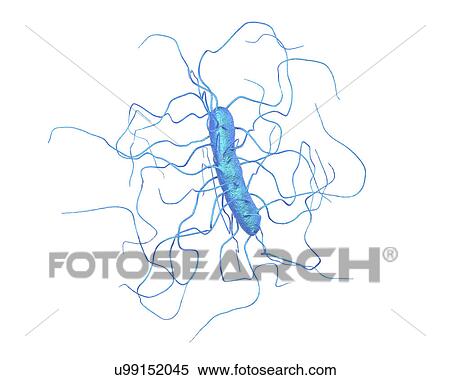 Clostridium difficile bacterium with peritrichous flagella, computer illustration. C. difficile is Gram-positive, anaerobic, spore forming, rod-shaped prokaryote with peritrichous flagella. It is a spore-forming bacteria that is a normal part of the... View Large Photo Image Stock Photography - Clostridium difficile bacterium with peritrichous flagella, computer illustration. C. difficile is Gram-positive, anaerobic, spore forming, rod-shaped prokaryote with peritrichous flagella. It is a spore-forming bacteria that is a normal part of the.... Fotosearch