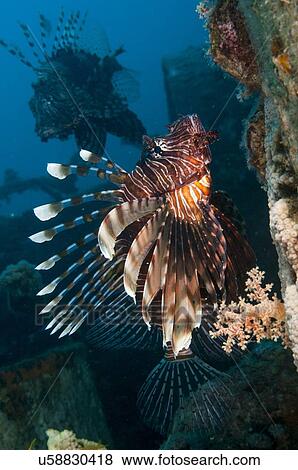 Stock Photo - Common Lionfish or devil firefish (Pterois miles). This species is endemic to the Red Sea. It has bright warning colours and its spines are highly venomous and fatal to humans. photographed in the Red Sea, Eilat, Israel. Fotosearch