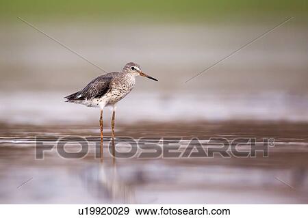 Stock Photo - Common redshank (Tringa totanus) hunting for food in shallow water. This bird is found throughout Europe and northern Asia. It migrates to the coasts of the Mediterranean, South Asia and the Atlantic coasts of Europe. The redshank nests in wetland.... Fotosearch