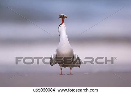 Picture - Common tern (Sterna hirundo) adult on the beach with a fish in its bill. This seabird is found in the sub-arctic regions of Europe, Asia and central North America. It migrates to the subtropical and tropical oceans. The common tern grows up to 37.... Fotosearch