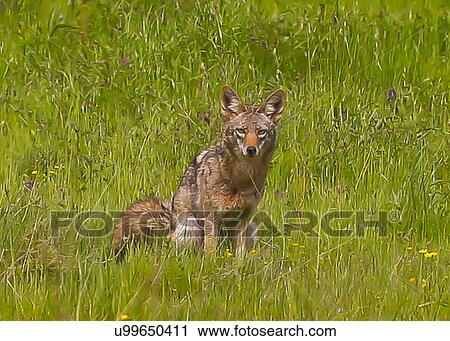 Coyote View Large Photo Image Stock Image - Coyote. Fotosearch