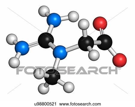 Creatine molecule. Often used in food supplements. Atoms are represented as spheres with conventional colour coding: hydrogen (white), carbon (grey), oxygen (red), nitrogen (blue). View Large Photo Image Stock Image - Creatine molecule. Often used in food supplements. Atoms are represented as spheres with conventional colour coding: hydrogen (white), carbon (grey), oxygen (red), nitrogen (blue).. Fotosearch