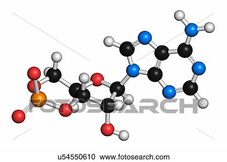 Cyclic adenosine monophosphate (cAMP) second messenger molecule. Atoms are represented as spheres with conventional colour coding: hydrogen (white), carbon (grey), oxygen (red), nitrogen (blue), phosphorus (orange). View Large Photo Image Stock Image - Cyclic adenosine monophosphate (cAMP) second messenger molecule. Atoms are represented as spheres with conventional colour coding: hydrogen (white), carbon (grey), oxygen (red), nitrogen (blue), phosphorus (orange).. Fotosearch