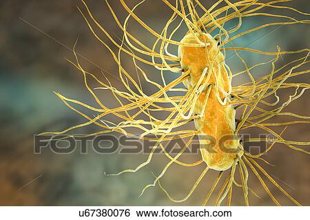 E. coli bacteria. Computer artwork of three Escherichia coli bacteria. E. coli is a rod- shaped bacterium (bacillus). Its cell membrane is covered in fine filaments called pili or fimbriae. Hair-like structures called flagella at the rear of each... View Large Photo Image Stock Photograph - E. coli bacteria. Computer artwork of three Escherichia coli bacteria. E. coli is a rod- shaped bacterium (bacillus). Its cell membrane is covered in fine filaments called pili or fimbriae. Hair-like structures called flagella at the rear of each.... Fotosearch