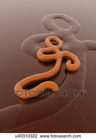 E. coli, illustration. View Large Photo Image Stock Image - E. coli, illustration.. Fotosearch