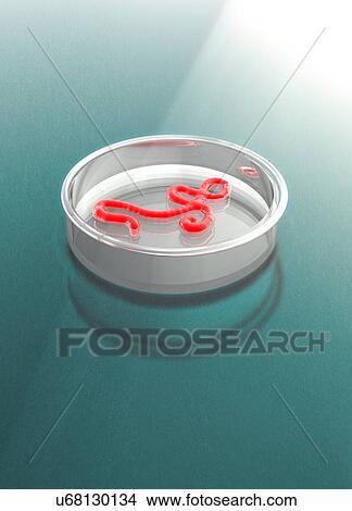 Picture - E. coli, in petri dish, illustration.. Fotosearch