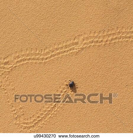 Stock Image - Erodius gibbus (Darkling beetle) leaves tracks on a sand dune Photographed in Israel in March. Fotosearch