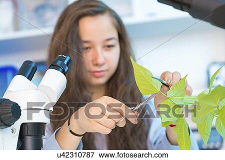 Female biology student cutting leaf from plant View Large Photo Image Stock Photo - Female biology student cutting leaf from plant. Fotosearch