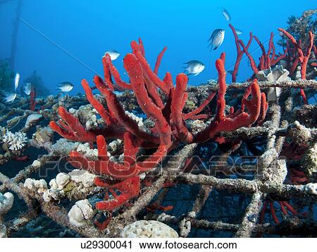 Fish swim near Magnificent Fire Sponge, (Latrunculia magnifica) growing on the protective netting. Photographed in the military naval base in Eilat, Israel View Large Photo Image Stock Image - Fish swim near Magnificent Fire Sponge, (Latrunculia magnifica) growing on the protective netting. Photographed in the military naval base in Eilat, Israel. Fotosearch
