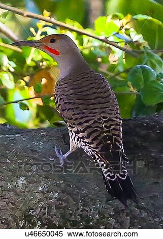 Flicker View Large Photo Image Stock Photography - Flicker. Fotosearch