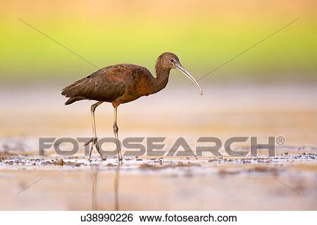 Stock Photograph - Glossy Ibis (Plegadis falcinellus) feeding on freshwater snails in shallow water. These birds feed mainly on aquatic invertebrates/insects such as freshwater snails, mussels, crabs and crayfish. Photographed at Ein Afek Nature reserve, Israel in August. Fotosearch