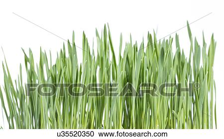 Stock Image - Green grass against a white background.. Fotosearch