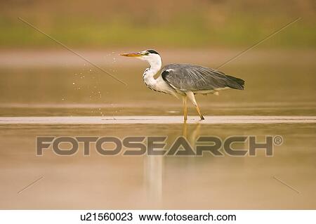 Grey heron (Ardea cinerea) standing in a water pond. This large bird hunts in lakes, rivers and marshes, catching fish or small animals with a darting strike of its head. It is found throughout Africa and Eurasia. Photographed Ein Afek nature reserve,... View Large Photo Image Stock Image - Grey heron (Ardea cinerea) standing in a water pond. This large bird hunts in lakes, rivers and marshes, catching fish or small animals with a darting strike of its head. It is found throughout Africa and Eurasia. Photographed Ein Afek nature reserve,.... Fotosearch