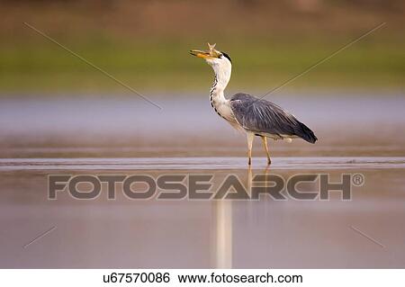 Grey heron (Ardea cinerea) standing in a water pond. This large bird hunts in lakes, rivers and marshes, catching fish or small animals with a darting strike of its head. It is found throughout Africa and Eurasia. Photographed Ein Afek nature reserve,... View Large Photo Image Stock Photograph - Grey heron (Ardea cinerea) standing in a water pond. This large bird hunts in lakes, rivers and marshes, catching fish or small animals with a darting strike of its head. It is found throughout Africa and Eurasia. Photographed Ein Afek nature reserve,.... Fotosearch