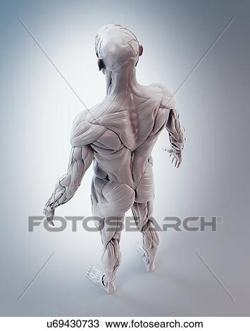 Stock Image - Human muscles, illustration.. Fotosearch