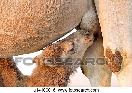 Stock Photograph - Israel, Negev Desert, a female Arabian camels (Camelus dromedarius) feeds her new born offspring. Fotosearch