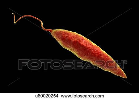 Picture - Leishmania sp. protozoa, computer illustration. This parasite causes the tropical disease leishmaniasis. This can take several forms, causing open sores on the skin or potentially fatal liver damage. It is transmitted by the bites of infected sandflies.. Fotosearch