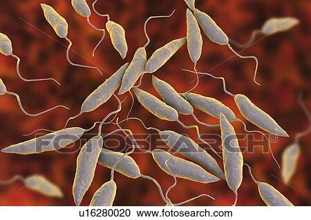 Stock Image - Leishmania sp. protozoa, computer illustration. This parasite causes the tropical disease leishmaniasis. This can take several forms, causing open sores on the skin or potentially fatal liver damage. It is transmitted by the bites of infected sandflies.. Fotosearch