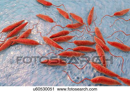 Leishmania sp. protozoa, computer illustration. This parasite causes the tropical disease leishmaniasis. This can take several forms, causing open sores on the skin or potentially fatal liver damage. It is transmitted by the bites of infected sandflies. View Large Photo Image Stock Image - Leishmania sp. protozoa, computer illustration. This parasite causes the tropical disease leishmaniasis. This can take several forms, causing open sores on the skin or potentially fatal liver damage. It is transmitted by the bites of infected sandflies.. Fotosearch