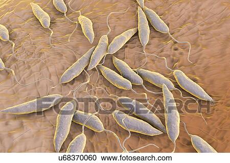 Stock Image - Leishmania sp. protozoa, computer illustration. This parasite causes the tropical disease leishmaniasis. This can take several forms, causing open sores on the skin or potentially fatal liver damage. It is transmitted by the bites of infected sandflies.. Fotosearch